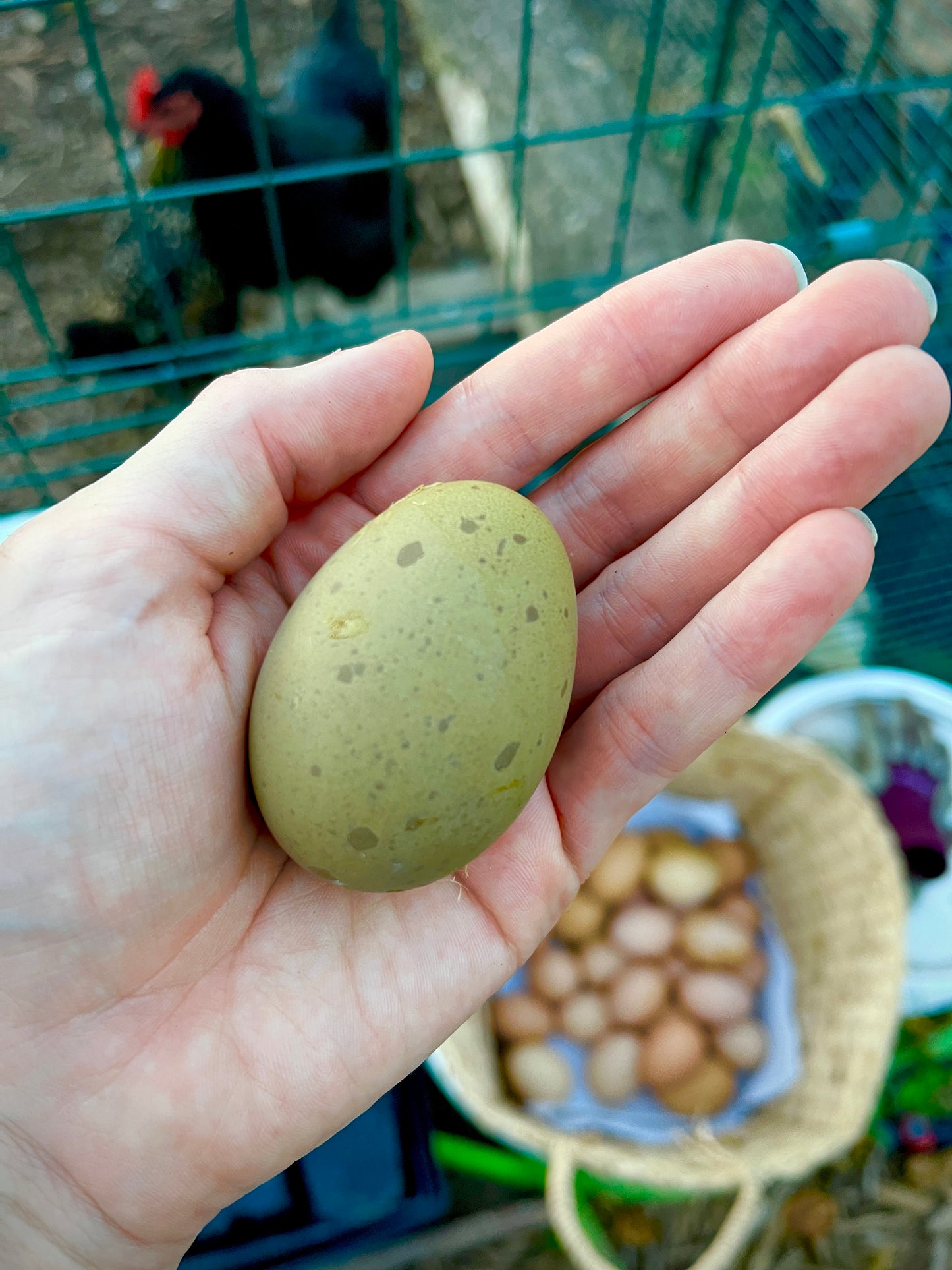 FRESH | Organic Eggs