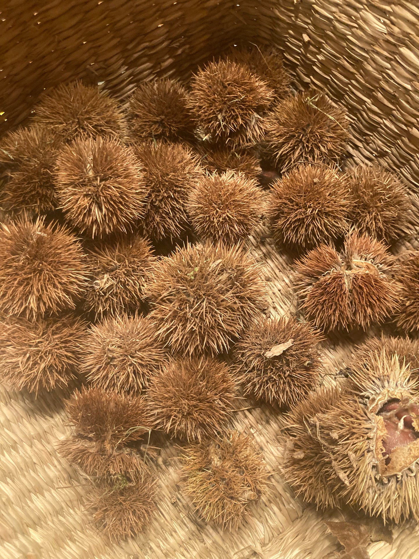 FRESH | Italian Chestnuts