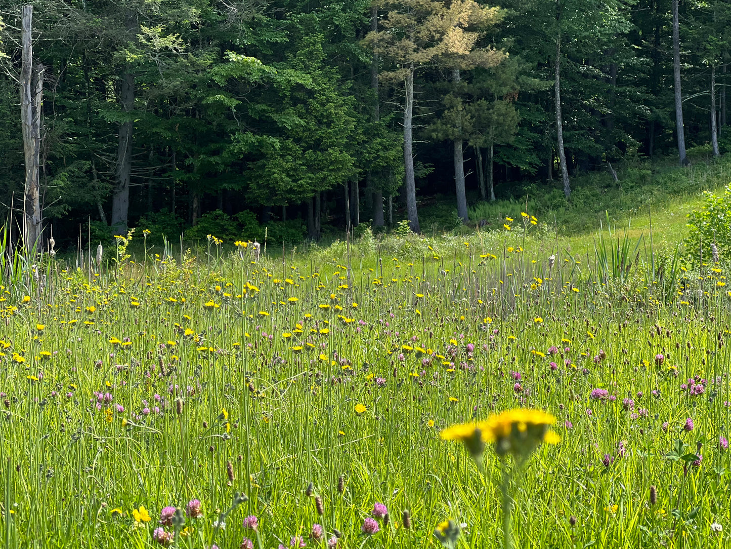 Wolf & Fox Farm Gift Card