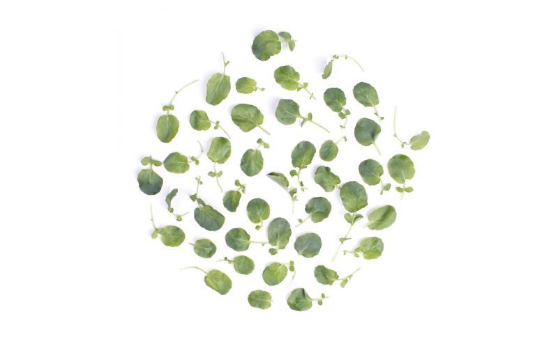 FARM STAND | Baby Watercress