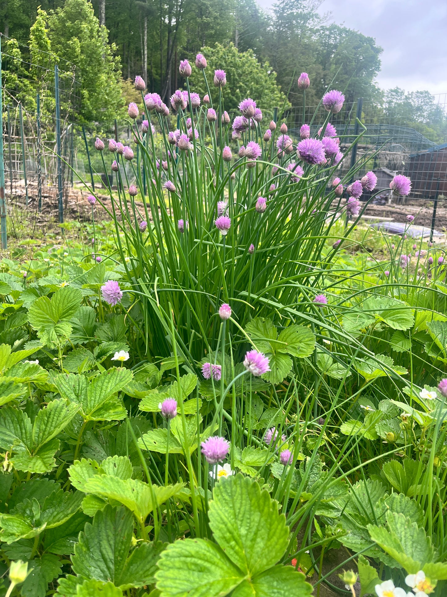 FRESH | Organic Chives