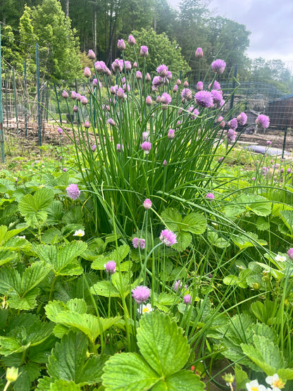 FRESH | Organic Chives