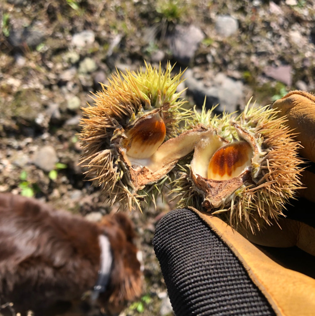 FRESH | Italian Chestnuts