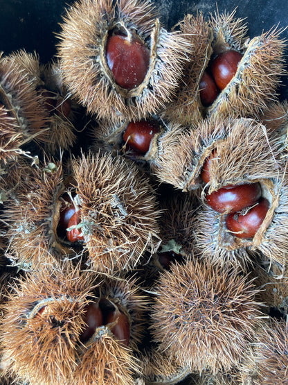 FRESH | Italian Chestnuts
