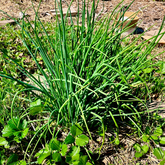 FARM FRESH | Organic Chives