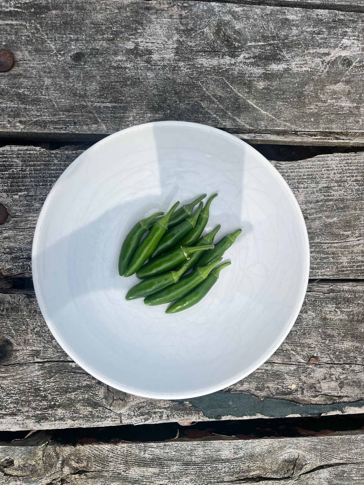 FRESH | Organic Peppers — Serrano Chili